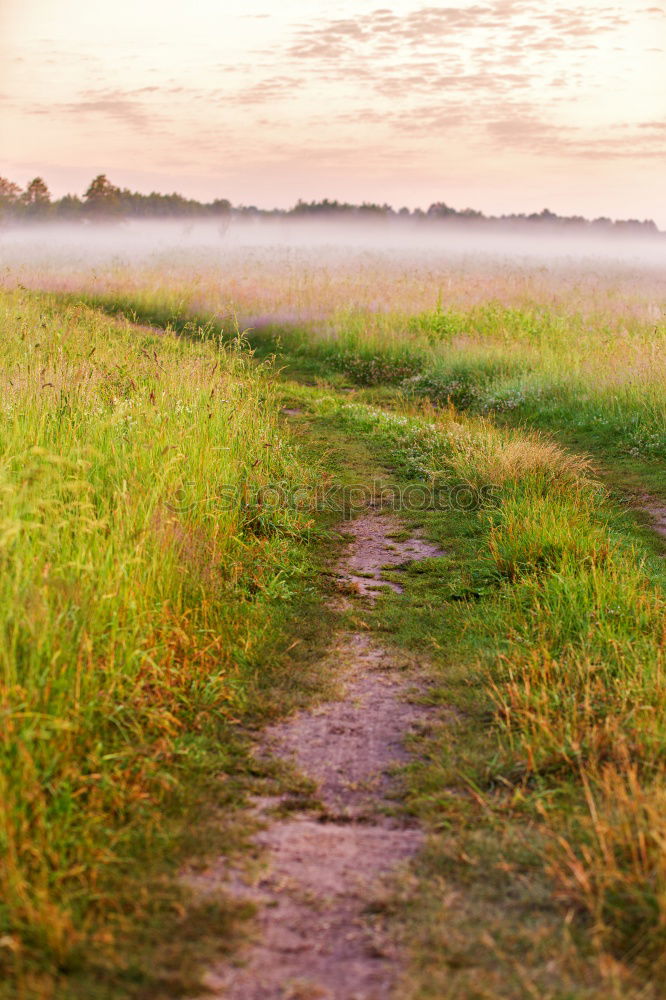 Similar – Foto Bild Nordseelauschen Gras Küste