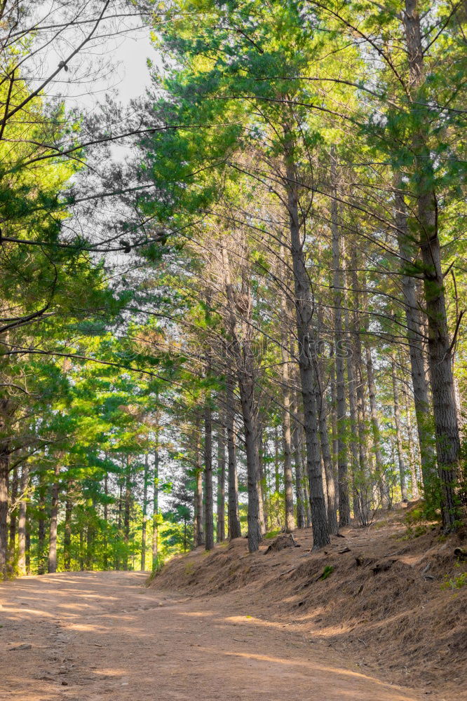 Similar – Image, Stock Photo Man riding a bicycle through the Spreewald forest