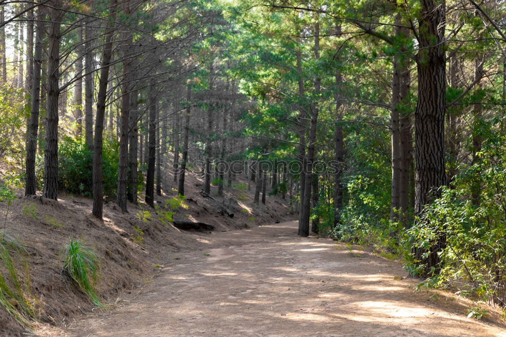 Similar – Image, Stock Photo lonely Nature Landscape