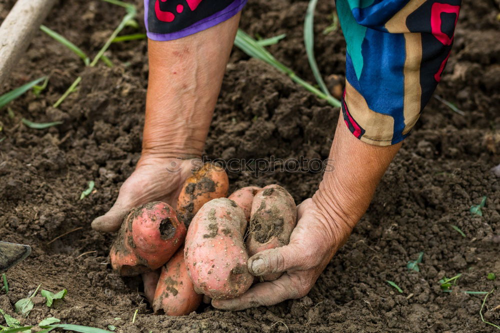 Similar – Planting potatoes in small bio garden