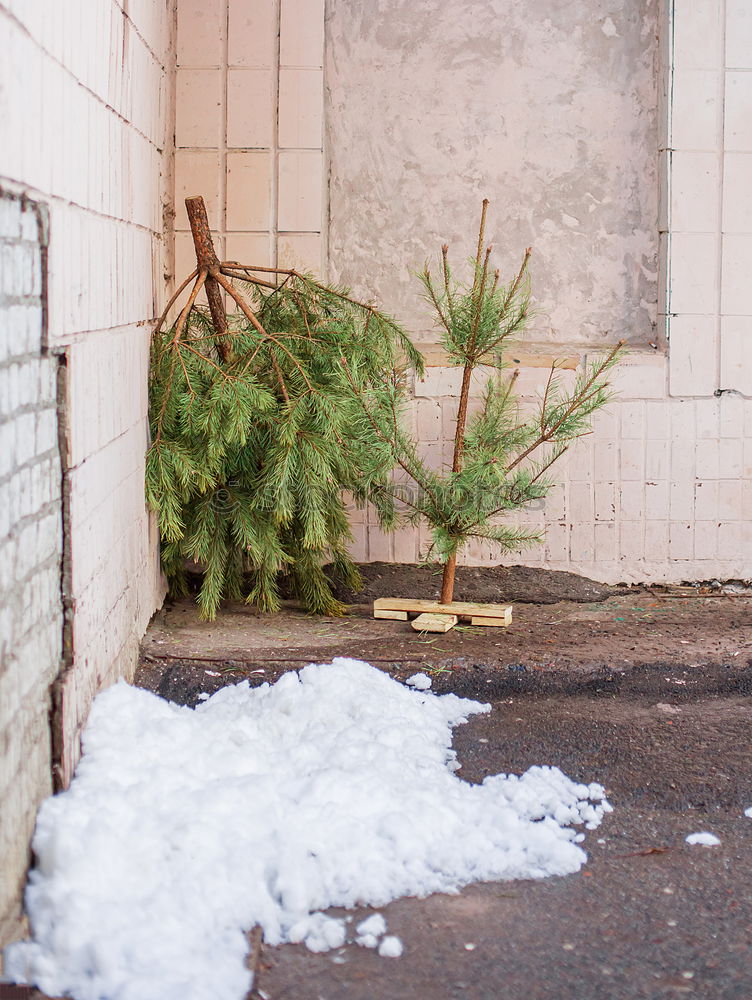 Image, Stock Photo Christmas is through Tree