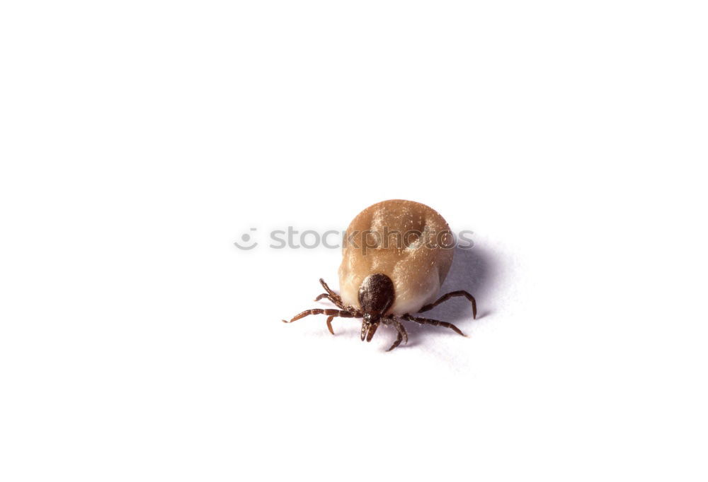 Similar – Image, Stock Photo Overeaten, the tick Tick 1