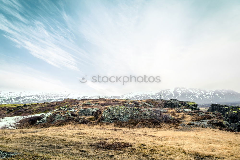 Similar – Image, Stock Photo Guanaco Animal 1 Blue