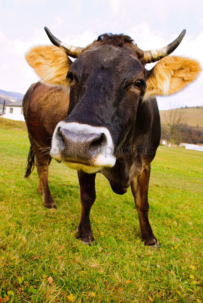 Similar – Image, Stock Photo Funny calf with open mouth