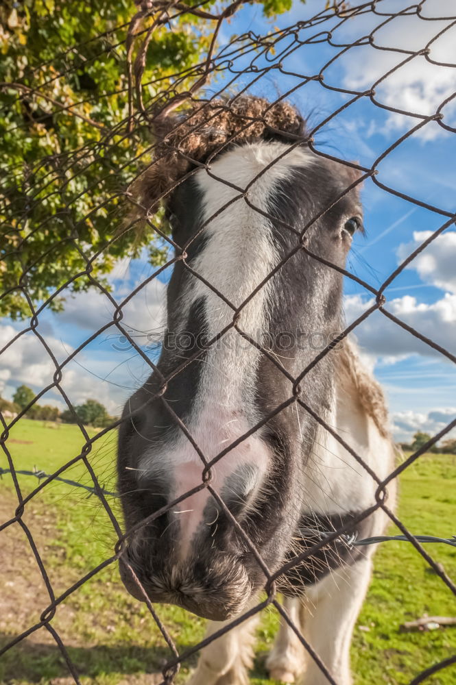 Similar – Image, Stock Photo snoopy Willow tree Grass