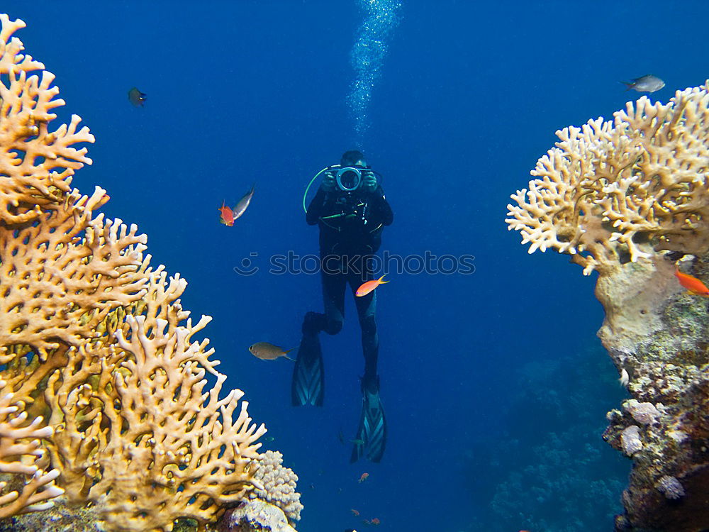 Similar – Image, Stock Photo Diver at the coral block