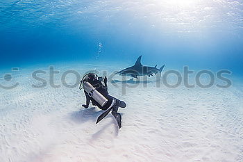 Similar – Diver in Barakuda Swarm