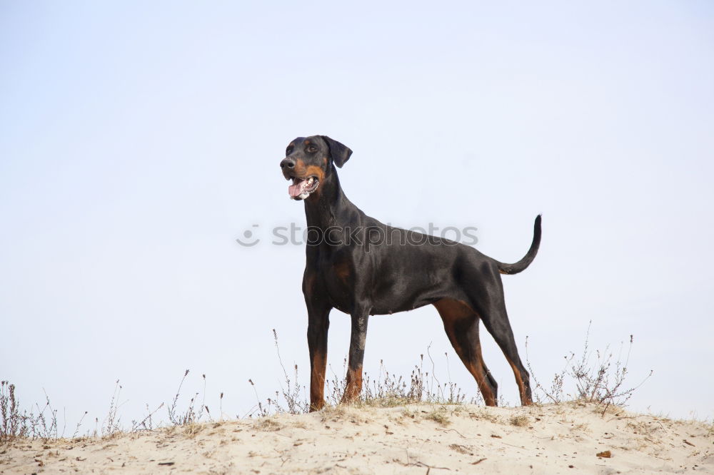 Fernweh Hund Dogge Strand