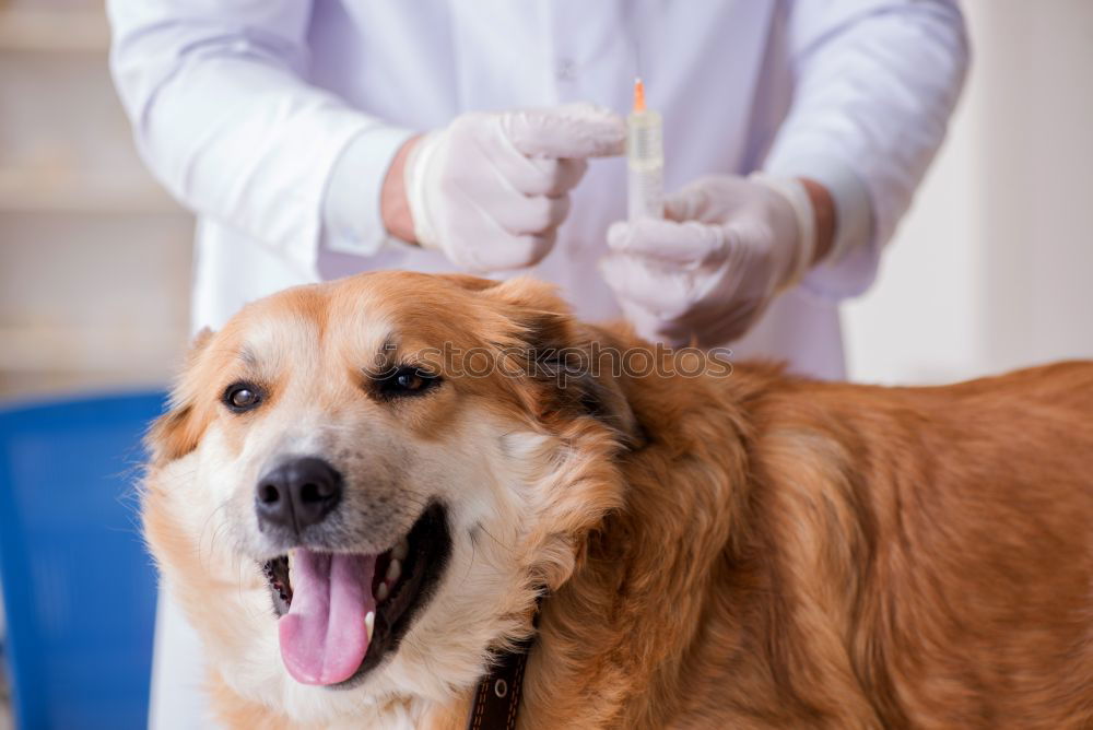 Similar – Hand with syringe and dog preparing for vaccine injection