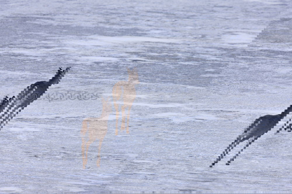 Similar – Image, Stock Photo Reindeer at a lake in Iceland