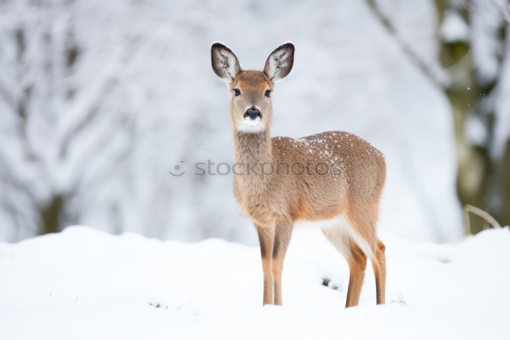 Similar – Image, Stock Photo time of need Environment