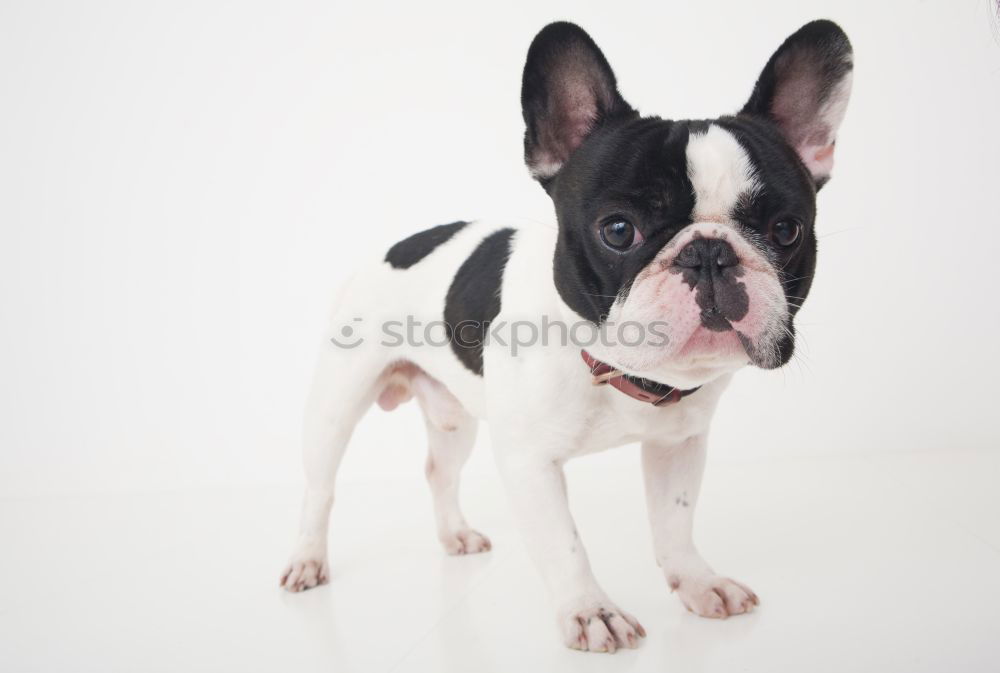 Similar – Boston Terrier Joy Pet Dog