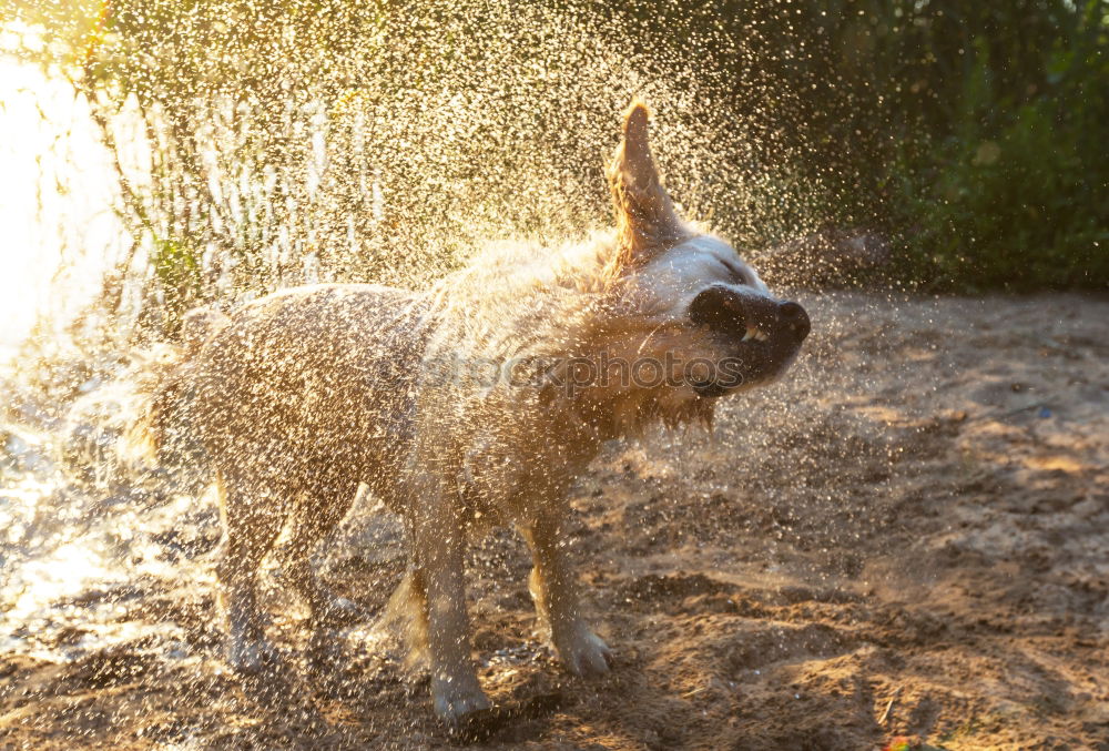 Similar – bathing fun Nature