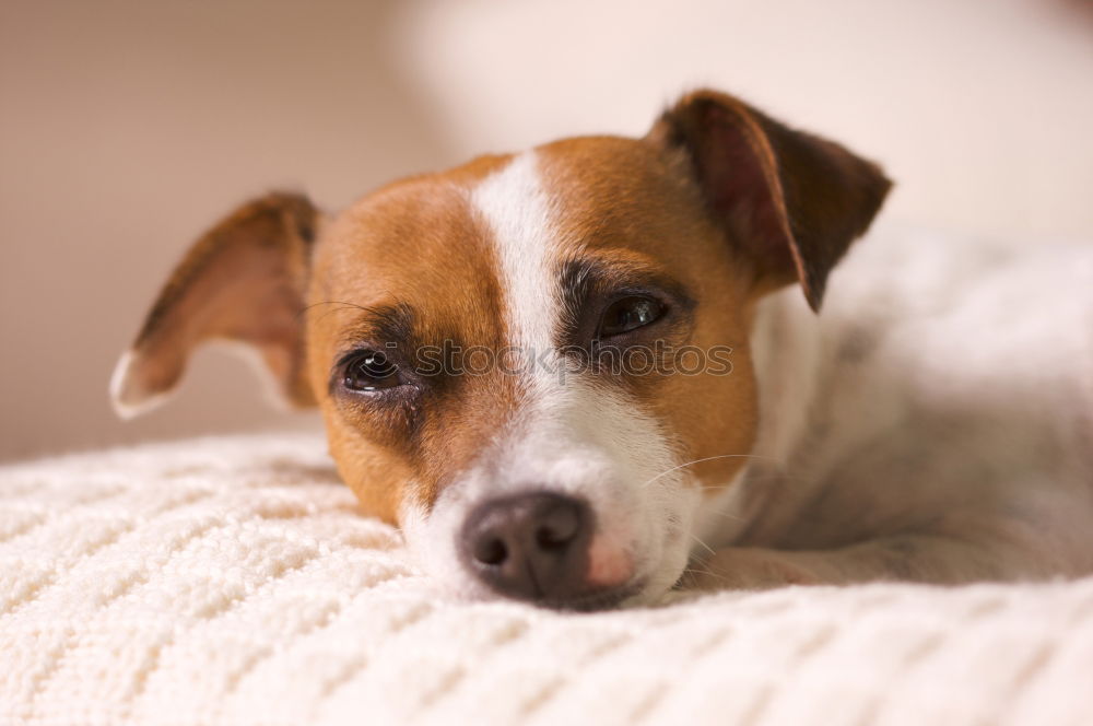 Similar – close up portrait of a cute small dog sitting on bed