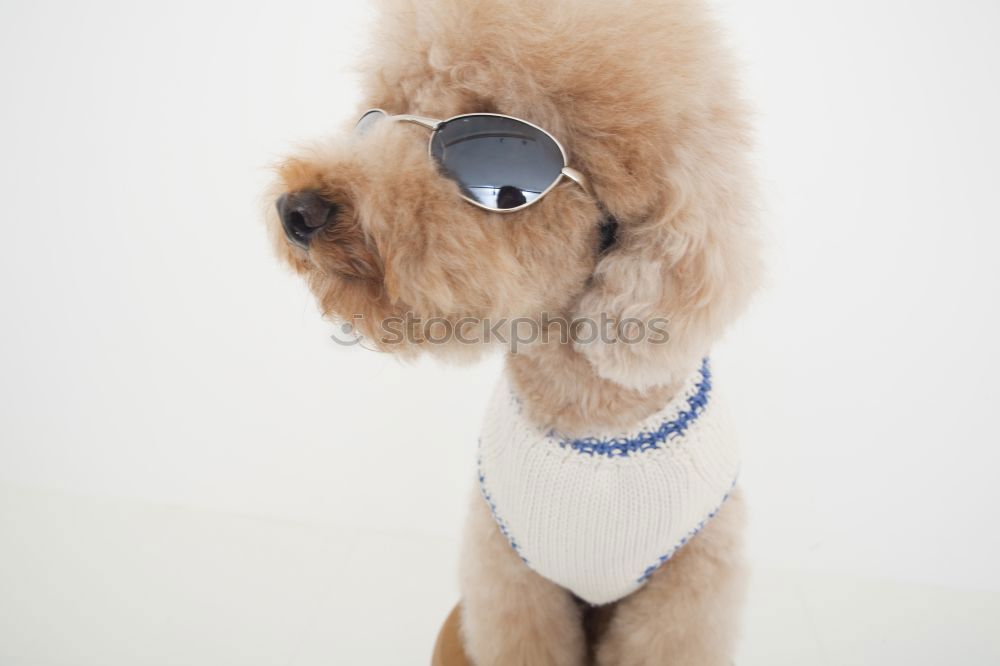 Similar – funny dog with sunglasses on white background