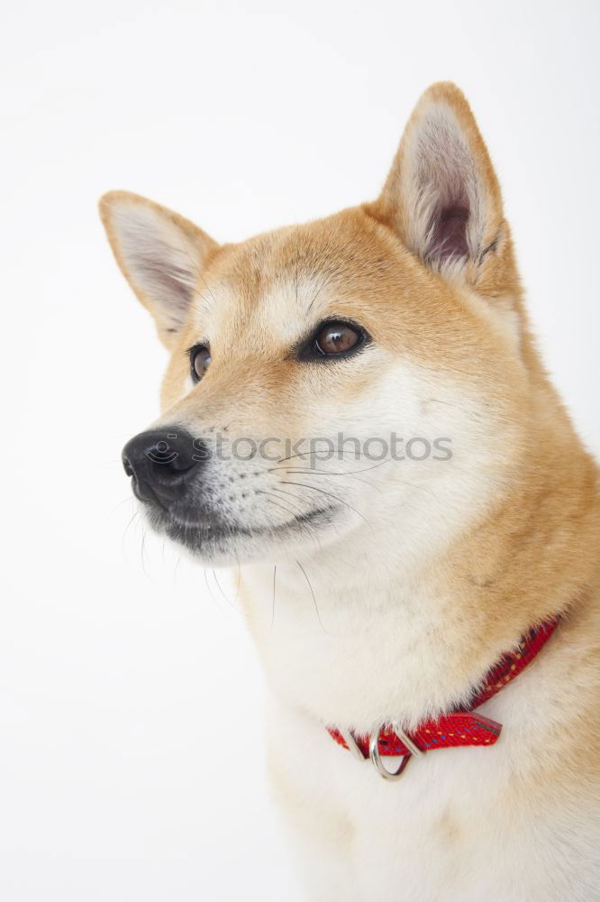 Similar – Dog face close up siberian husky