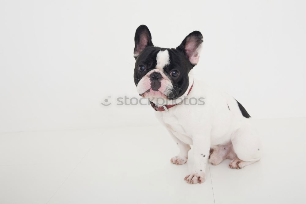 Similar – Boston Terrier Portrait