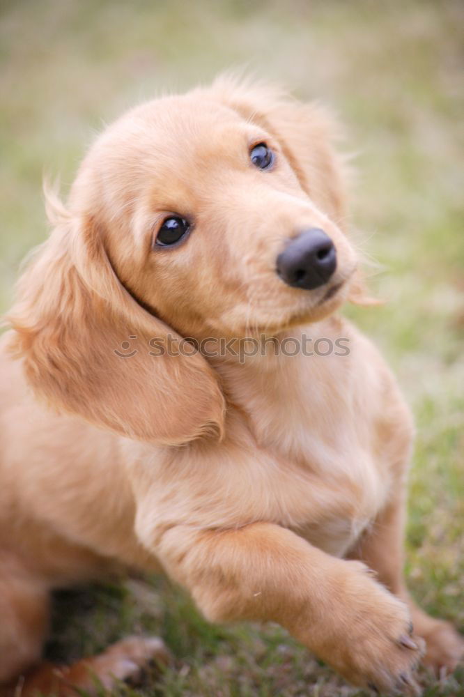 Similar – Image, Stock Photo cute puppy dog sitting in rough grass