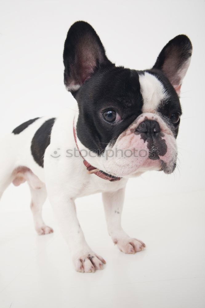 Boston Terrier Joy Pet Dog