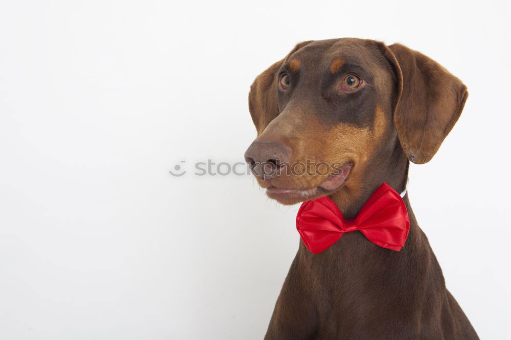 Similar – Image, Stock Photo cute young small white dog wearing a modern bowtie. Sitting on the wood floor and looking at the camera.White background. Pets indoors