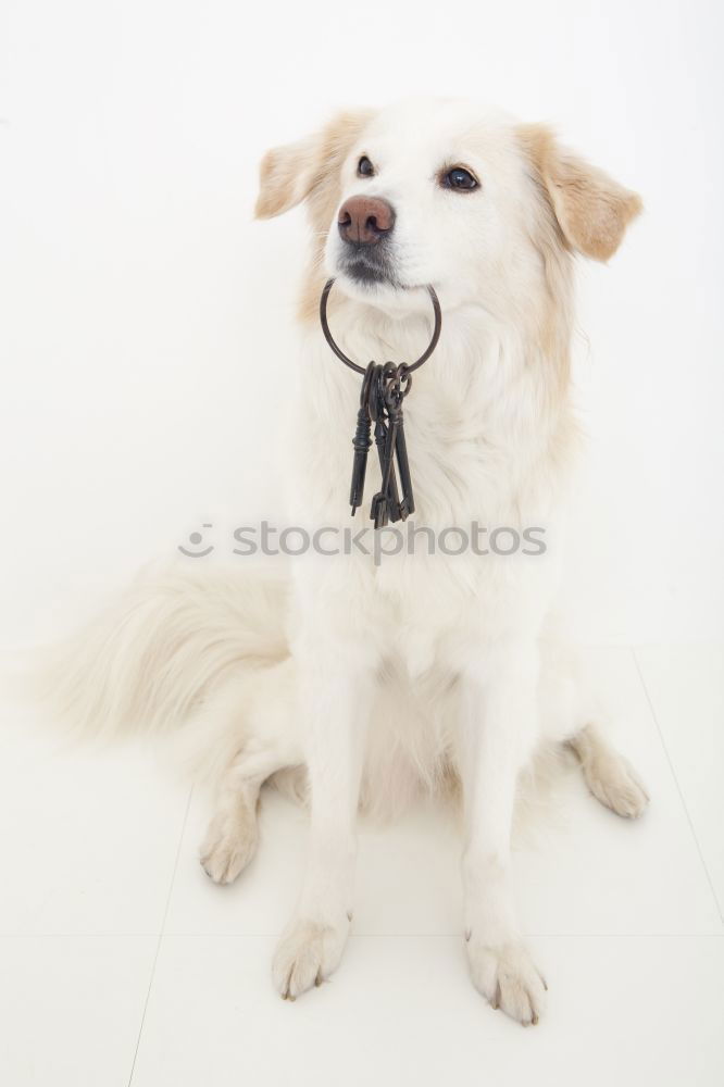 Similar – Image, Stock Photo cute young small white dog wearing a modern bowtie. Sitting on the wood floor and looking at the camera.White background. Pets indoors