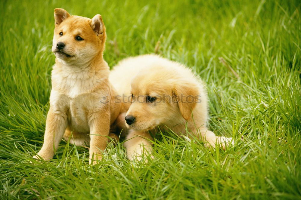 Similar – Image, Stock Photo Curious puppies Animal Pet