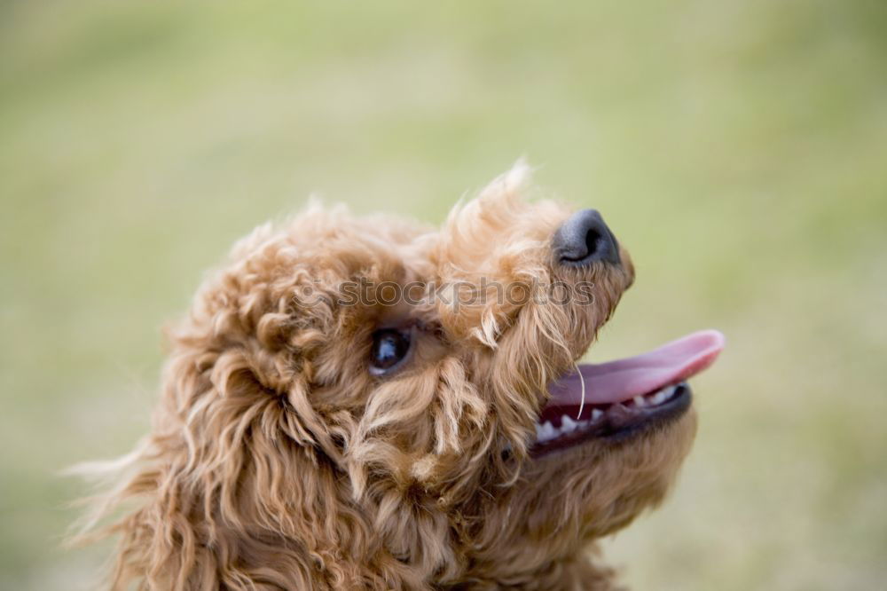 Similar – English Cocker spaniel dog