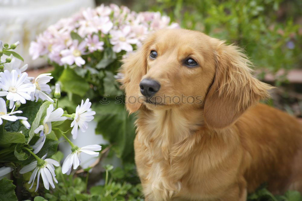 Similar – Image, Stock Photo Goldi in the back light.