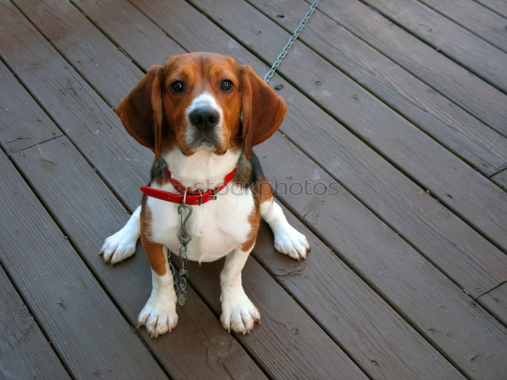 Similar – Meggloff Dog Beagle