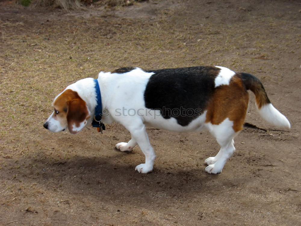 Similar – Meggloff Dog Beagle