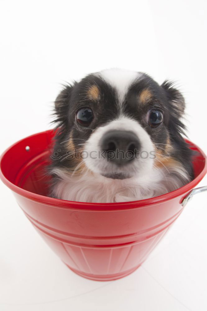 Similar – cute small dog sitting and waiting to eat