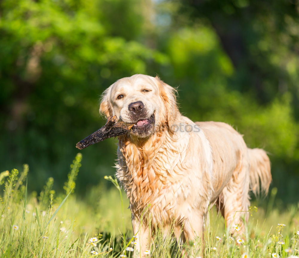 Similar – Golden retriever smiling at camera