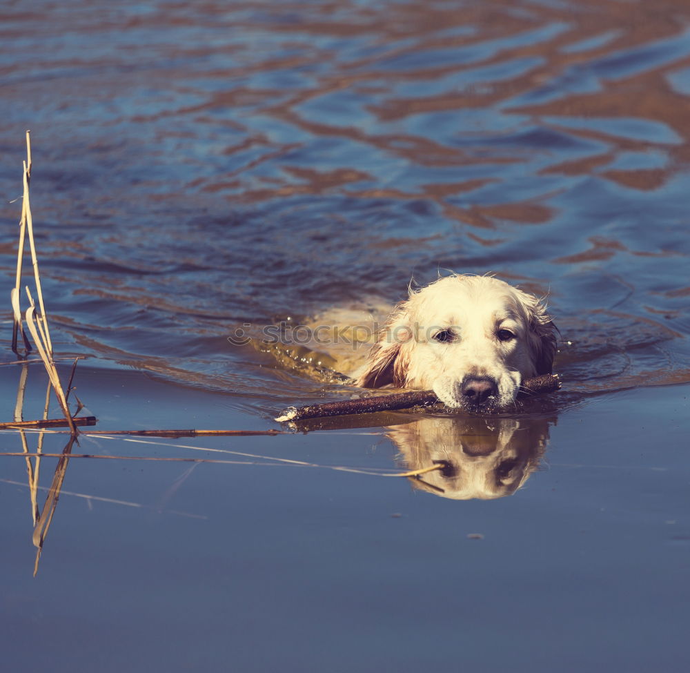 Similar – Image, Stock Photo Water rat II Dog Animal