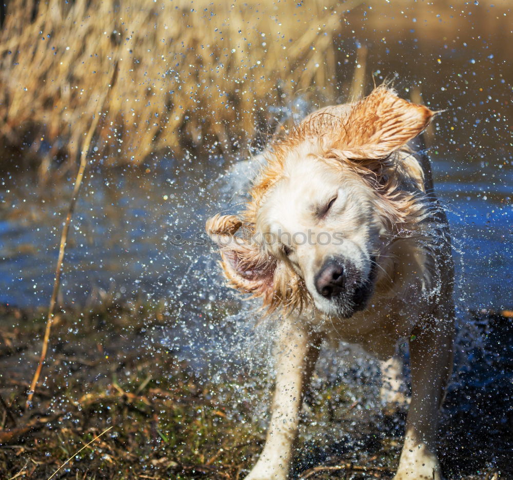 Similar – bathing fun Nature