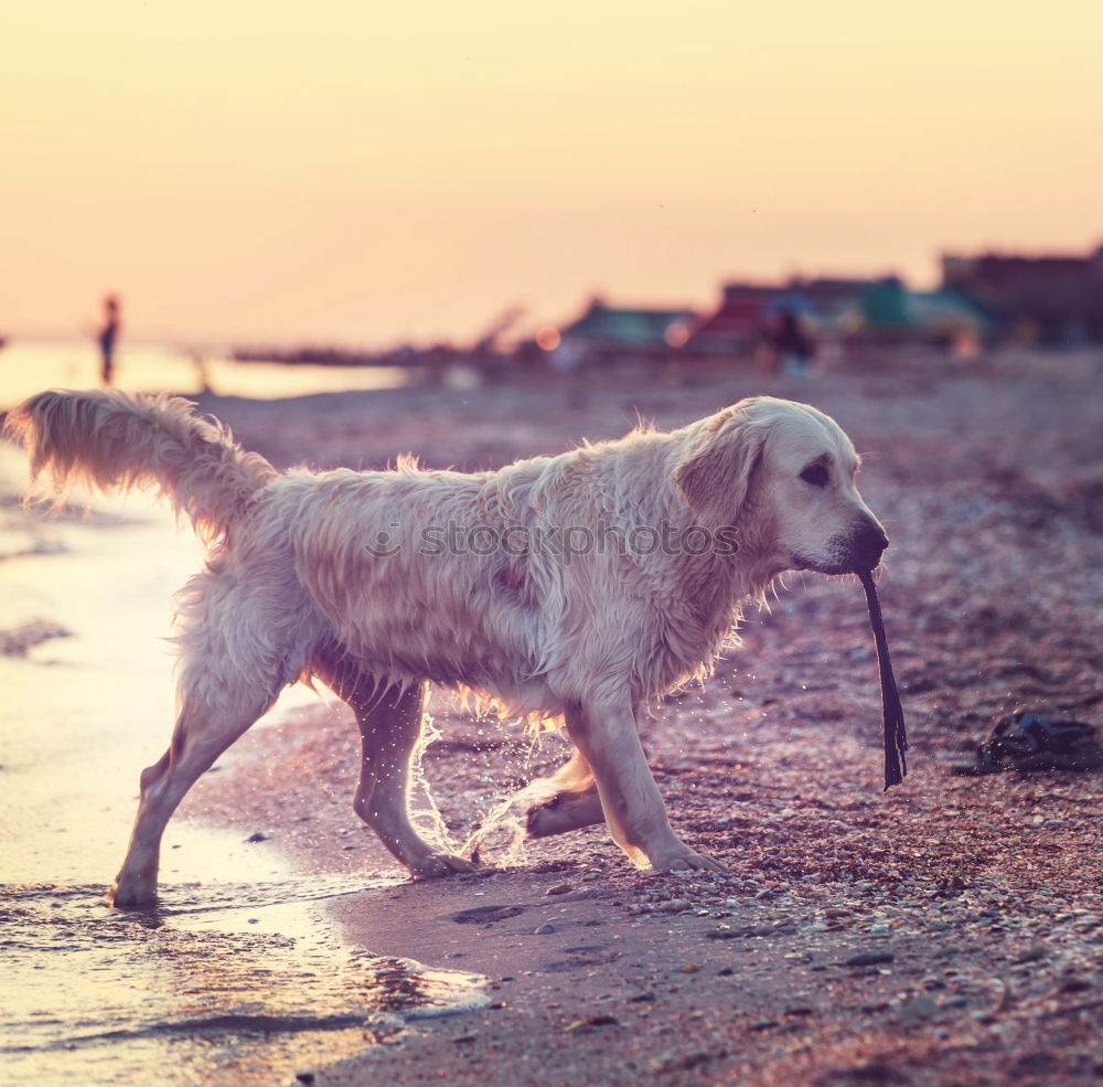 Similar – Funny dog on beach Dog