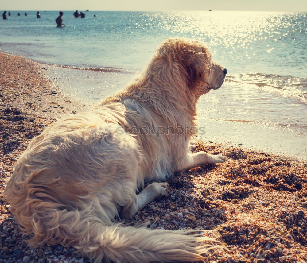 Similar – Dogs running near waving sea