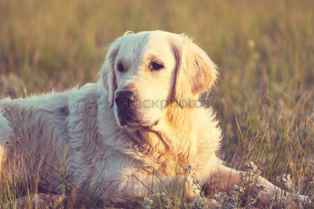 Similar – Image, Stock Photo Goldi in the back light.