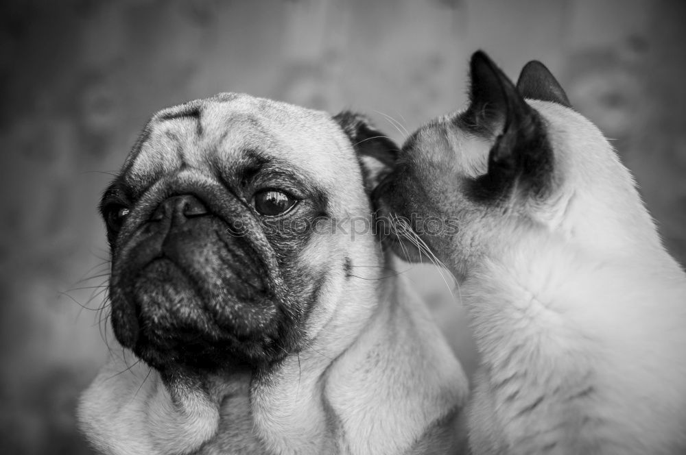 Similar – Siberian husky and French bulldog puppy playing in garden