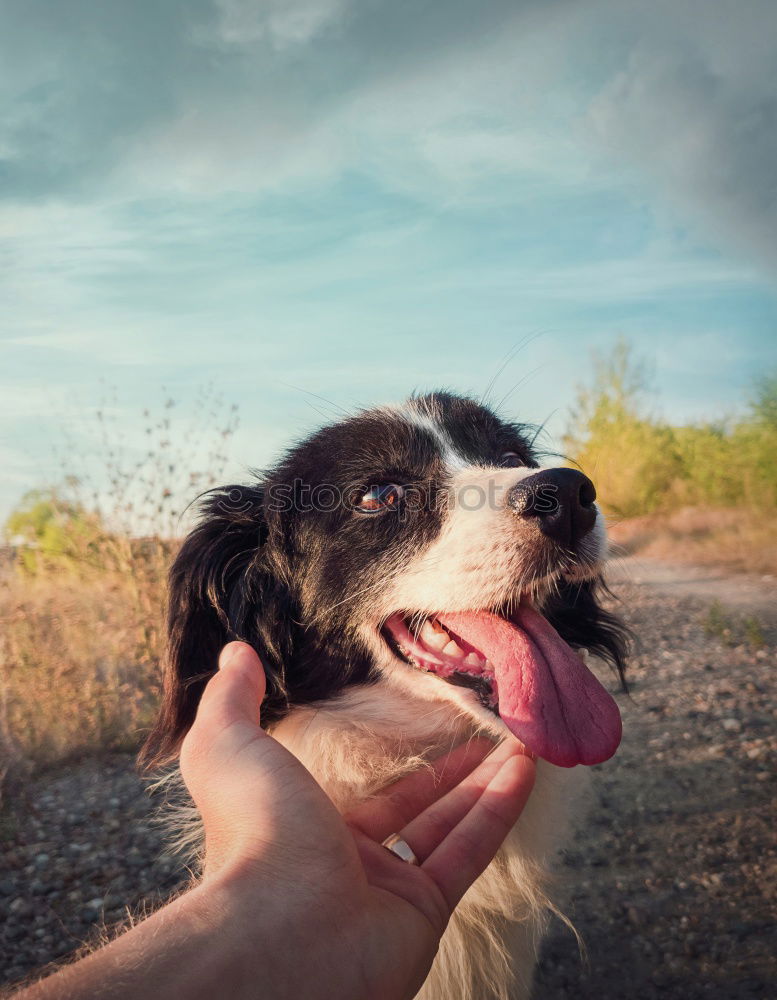 Similar – Peace, joy, dog biscuits.