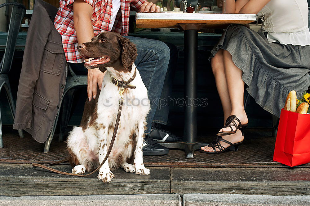 Similar – Leipzig dog World Cup 2006