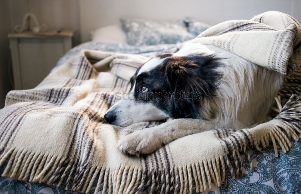 Similar – Image, Stock Photo Adorable cocker spaniel dog