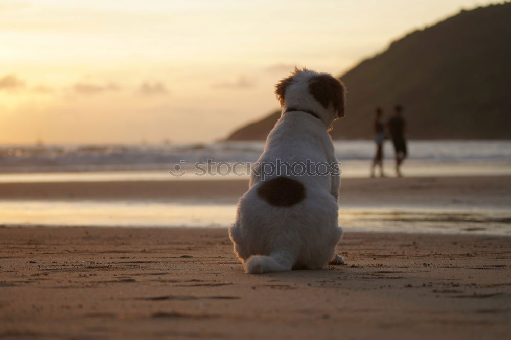 Similar – Child and dog by the sea