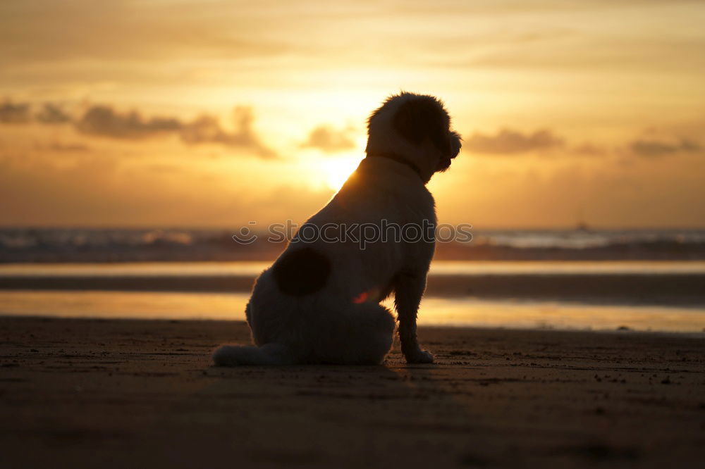 Similar – Child and dog by the sea