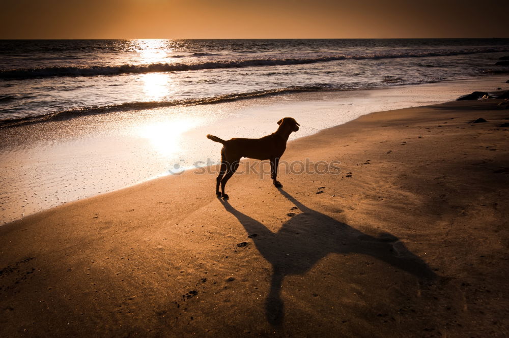 Dancing Dog Sand Sky