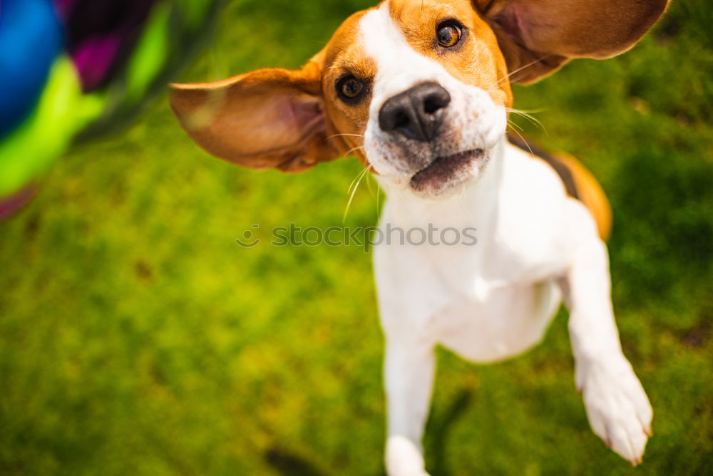 Similar – Image, Stock Photo woman giving watermelon to her dog in the garden