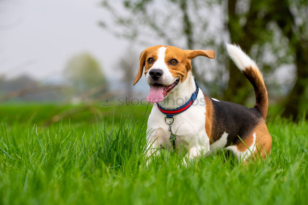 Owner feed his dog outside. Jack Russel terrier eat food from owner hand