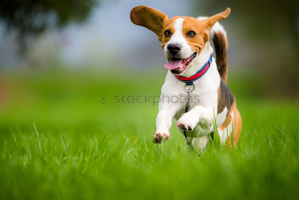 Similar – Image, Stock Photo Welsh Corgi on the grass lookin’ up