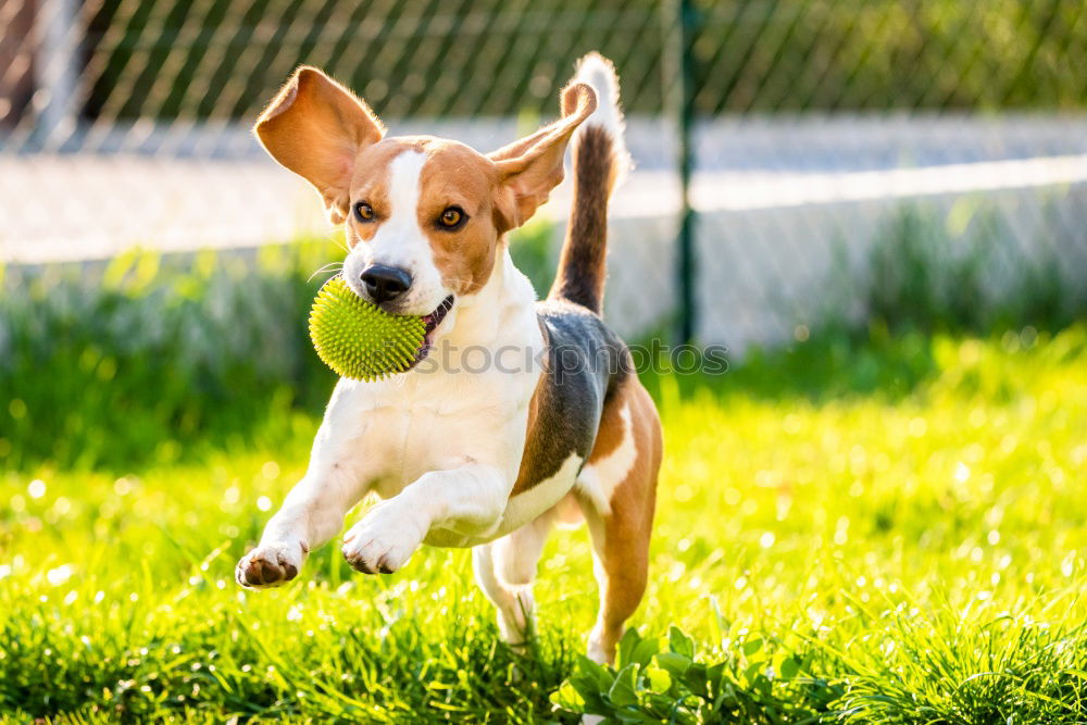 Similar – a young french bulldog is standing in a garden in front of a green background