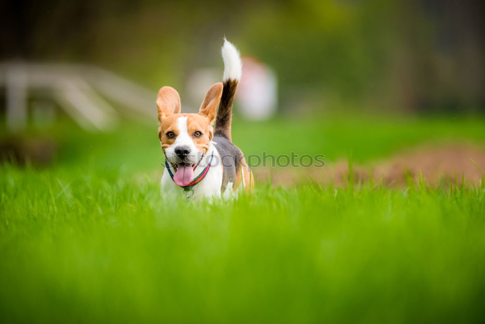 Image, Stock Photo Welsh Corgi on the grass lookin’ up