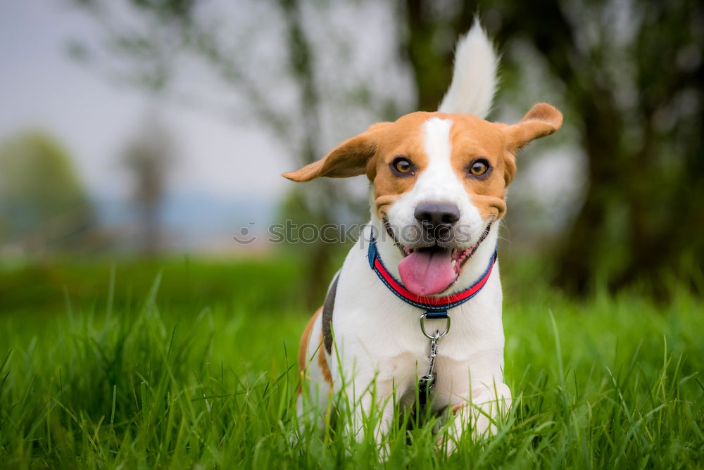 Similar – Dog in the grass, looking for something?